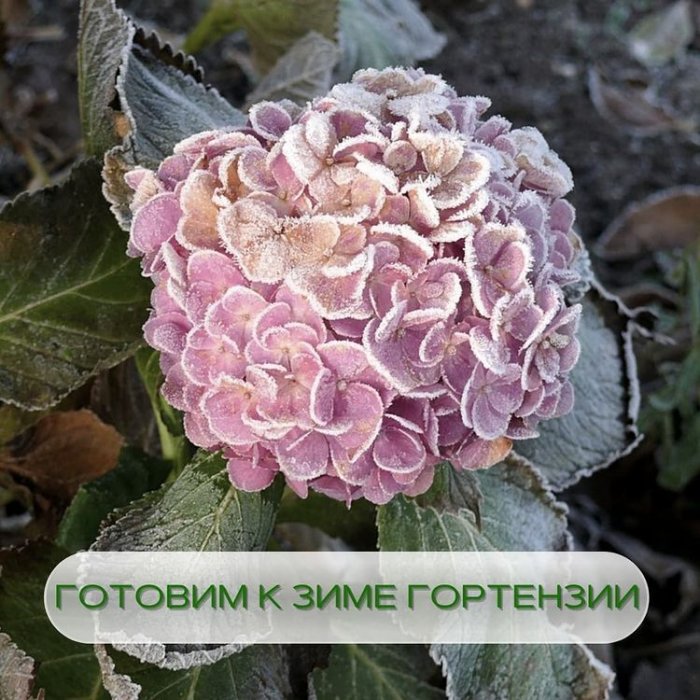 В условиях Сибири, наиболее распространенными гортензиями на участках садоводов, являются гортензии метельчатые и древовидные, реже крупнолистные.