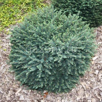 Ель сербская Picea omorika "Karel" : C20, h=30-40 | купить