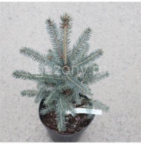 Ель колючая Picea pungens "Glauca" : С3, h=30-50 | купить