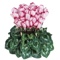 Цикламен персидский Cyclamen persicum Halios "Victoria 50 Rose A Oeil" : С1 | купить