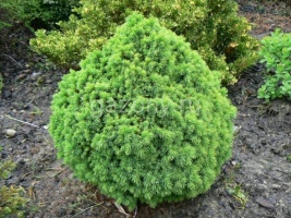 Ель канадская Picea glauca "Alberta Globe" : С7,5, h=20-30 | купить
