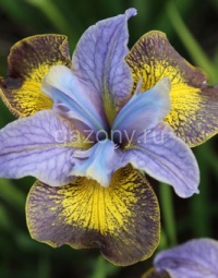 Ирис сибирский Iris sibirica 'Uncorked Peacock Butterfly' : С2/3 | купить