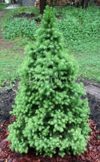 Ель канадская Picea glauca "December" : С 7,5, h=40-60 | купить