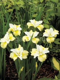 Ирис сибирский Iris sibirica 'Chartreuse Bounty' : С2/3 | купить