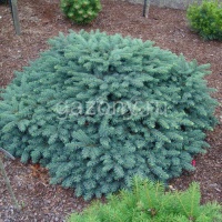 Ель канадская Picea glauca "Echiniformis" : C3, h=20-30 | купить