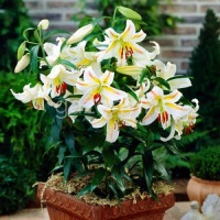 Лилия восточная Lilium Asiatic "Garden Party" : C2/3 | купить