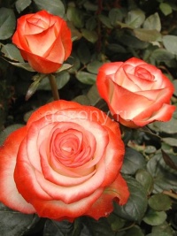 Роза чайно-гибридная Farfalla "Фарфала" : С5/7,5 | купить