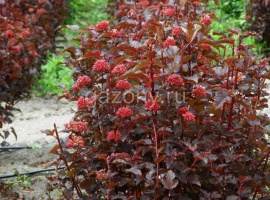 Пузыреплодник калинолистный Physocarpus opulifolius "Lady in Red" (Ком+сетка), h=100-120 | купить