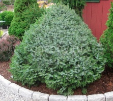 Ель сербская Picea omorika `Nana` : B+S, h=60-70 | купить