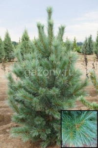 Сосна веймутовая Pinus strobus "Fastigiata" : P14, h=20-30 | купить