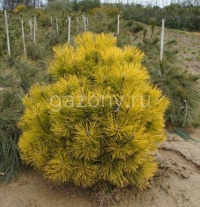 Сосна горная Pinus mugo 'Wintersonne': С7,5, h=20-30 | купить