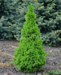 Ель канадская Picea glauca "Conica" : С 7,5, h=50-60 | купить