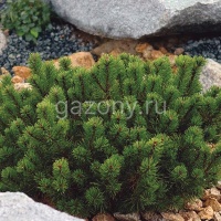 Сосна горная Pinus mugo var."Pumilio" : C2, h=20-30 | купить