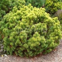 Сосна горная Pinus mugo 'Ophir': С7,5, h=20-30 | купить