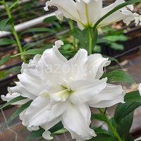 Лилия восточная Lilium Oriental  "Petronella" : С2/3 | купить