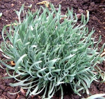 Лук Allium spirale : С2/3 | купить