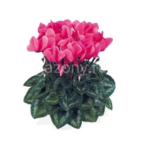 Цикламен персидский Cyclamen persicum Latinia "Succes Fuchsia Neon" : С1 | купить