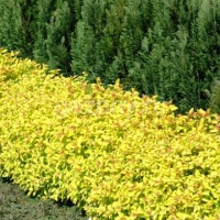 Спирея японская Spiraea japonica "Golden Carpet" : Р9, h=15-25 | купить