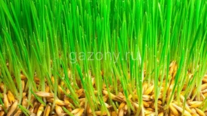 Семена газонных трав | питомник