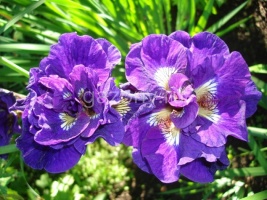Ирис сибирский Iris sibirica "Kaboom" : С2/3 | купить