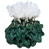 Цикламен персидский Cyclamen persicum Latinia "Blanc" : С0,5 | купить