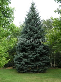Ель колючая Picea Pungens : C45, h=140-160 B+S | купить