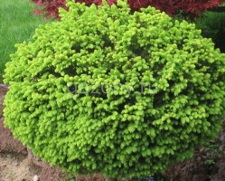 Ель обыкновенная Picea abies "Little Gem" : C7,5, h=20-25 | купить