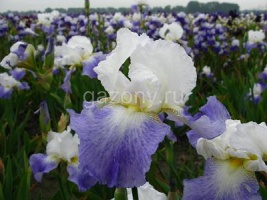 Ирис бородатый Iris germanica 'Mission Ridge" : С2/3 | купить